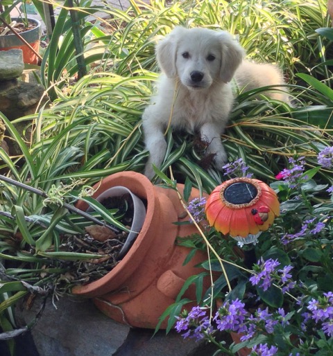 Sasha in the flowers for web site