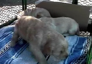 Puppies 3 Weeks.mov